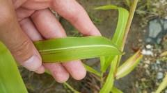 Sorghum arundinaceum