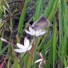 Drepanogynis pallidimargo