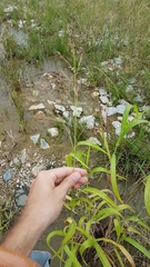 Sorghum arundinaceum