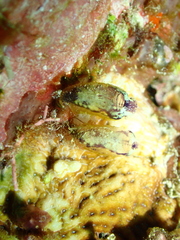 Aplousobranchia