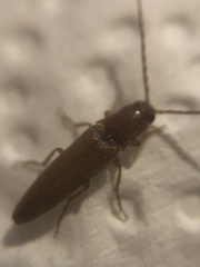 Elaterinae