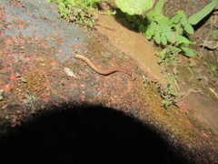 Myriapoda