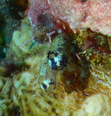 Aplousobranchia