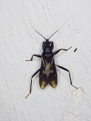 Rasahus sulcicollis