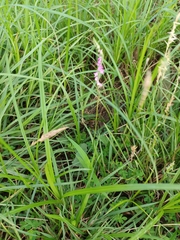 Spiranthes australis