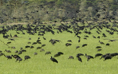 Anastomus lamelligerus