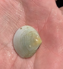 Pseudarcopagia disculus