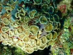 Palythoa heliodiscus