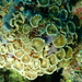 Palythoa heliodiscus