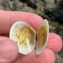 Pseudarcopagia disculus