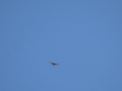 Buteo