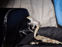 Strophurus strophurus