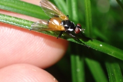 Huttonobesseria verecunda