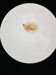 Daphnia