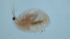Daphnia