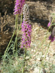 Dalea searlsiae
