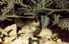 Pseudechis australis