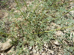 Dalea searlsiae