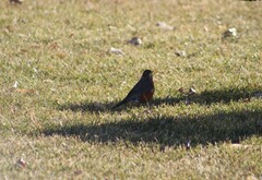 Turdus migratorius
