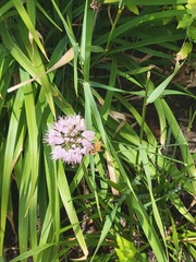 Allium cernuum