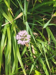 Allium cernuum