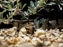 Pseudechis australis