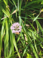 Allium cernuum