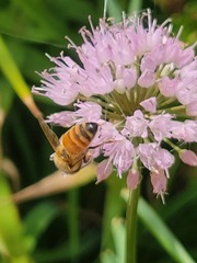 Allium cernuum