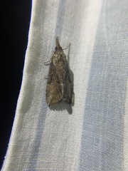 Hypena scabra