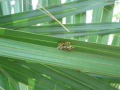 Mischocyttarus mexicanus cubicola