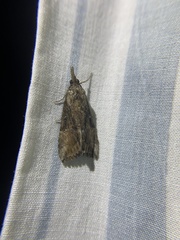Hypena scabra