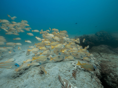 Lutjanus kasmira