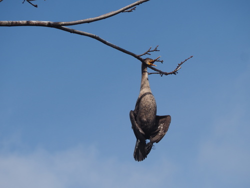 Double-crested Cormorant (Nannopterum auritum), photo 4
