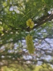 Prosopis flexuosa