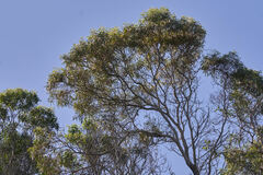 Lyonothamnus floribundus floribundus