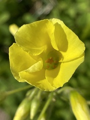 Oxalis pes-caprae