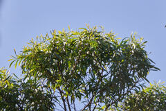 Lyonothamnus floribundus floribundus