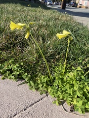 Oxalis pes-caprae