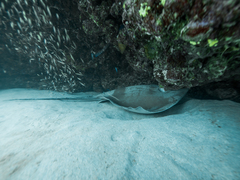 Pateobatis jenkinsii