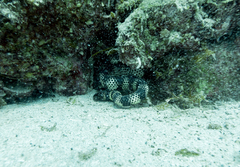 Emydocephalus orarius