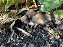 Coprinellus micaceus