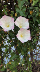 Calystegia purpurata