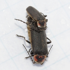 Atalantycha dentigera