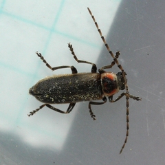 Atalantycha dentigera