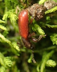 Zenodosus sanguineus