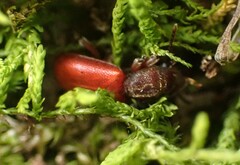 Zenodosus sanguineus