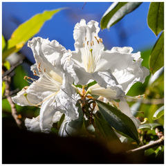 Rhododendron veitchianum