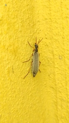 Epicauta fulvicornis