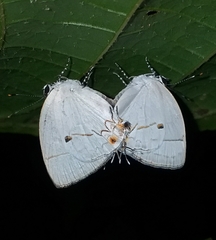 Iaspis andersoni