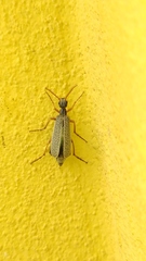 Epicauta fulvicornis